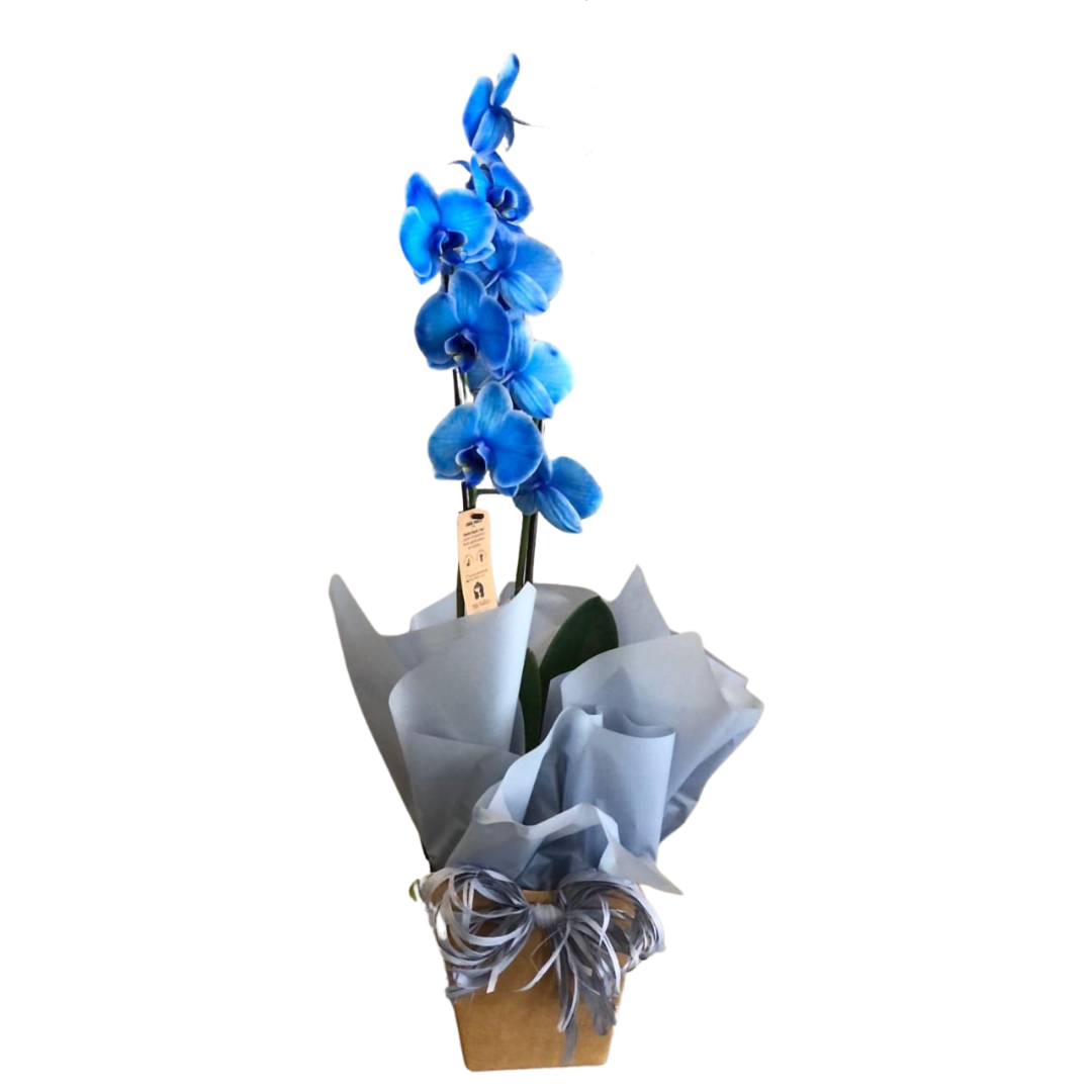 Orquídea Phalaenopsis Azul